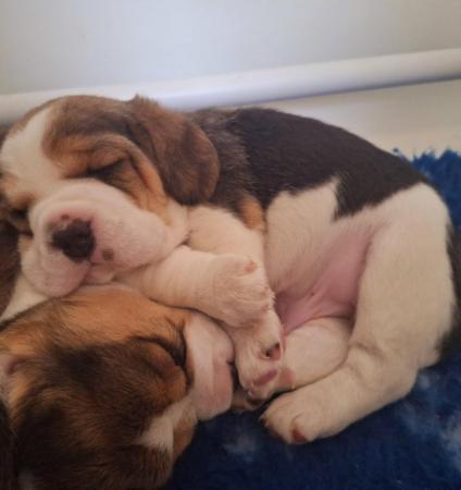 Image 22 of 2 BEAUTIFUL (KC REGISTERED) BEAGLE PUPPIES
