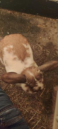 Image 3 of male rabbit for sale with full cage