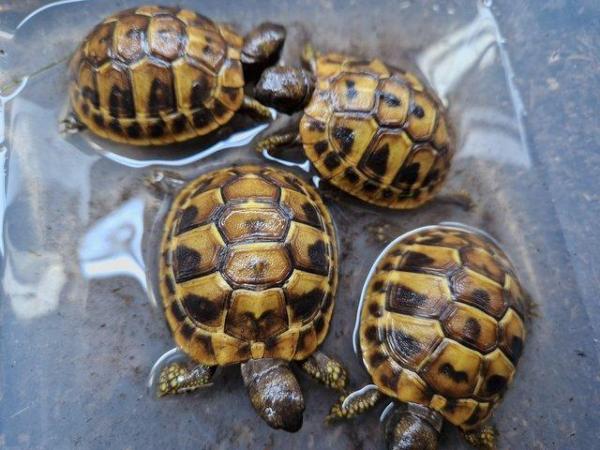 Image 6 of Hermanns Baby tortoises Hatched 2023