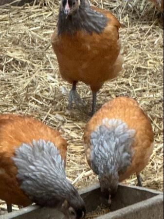 Vorwerk and Wyandotte Chickens For Sale For Sale in Eastbourne, England ...