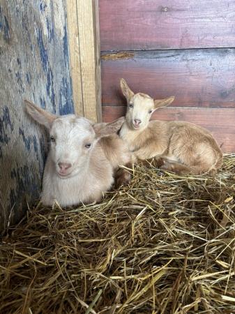 Image 3 of 2 week old Goldern gurnsey Billy goats