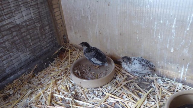 Image 3 of Chinese Painted Quail for sale Females