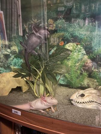 Image 1 of 2 axolotls and tank plus accessories