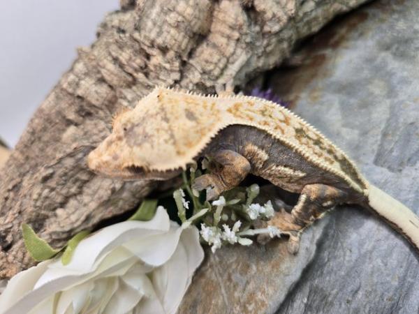 Image 6 of Stunning crested gecko babies and female adults