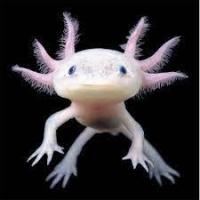salamanders - Reptiles, For Sale | Preloved