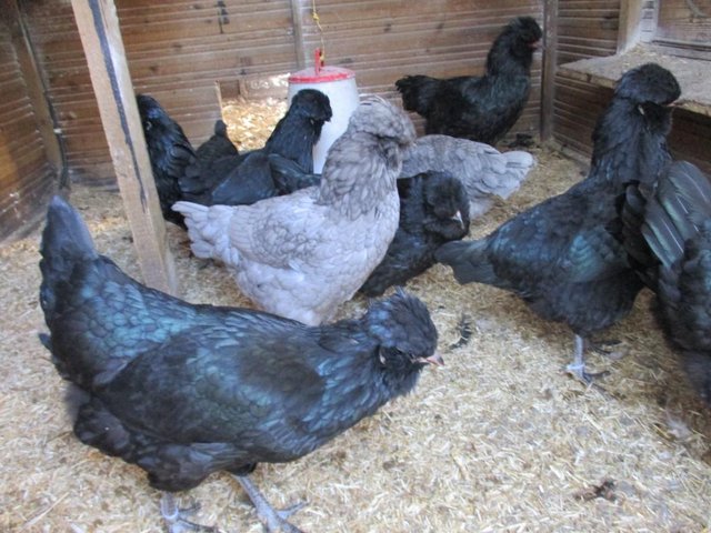 Preview of the first image of Blue Hatching Eggs from Show Quality Large Araucana.