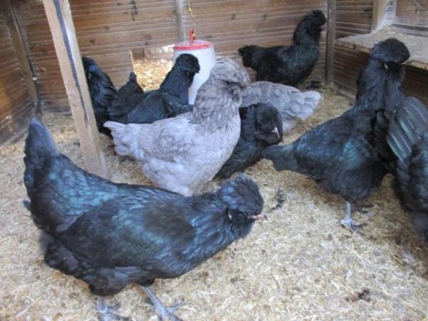 Image 1 of Blue Hatching Eggs from Show Quality Large Araucana