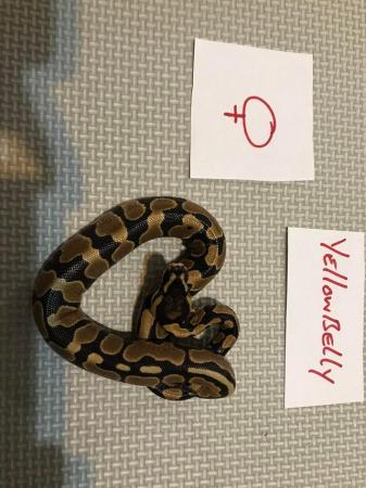 Image 4 of Cb 21 royal pythons various morphs available