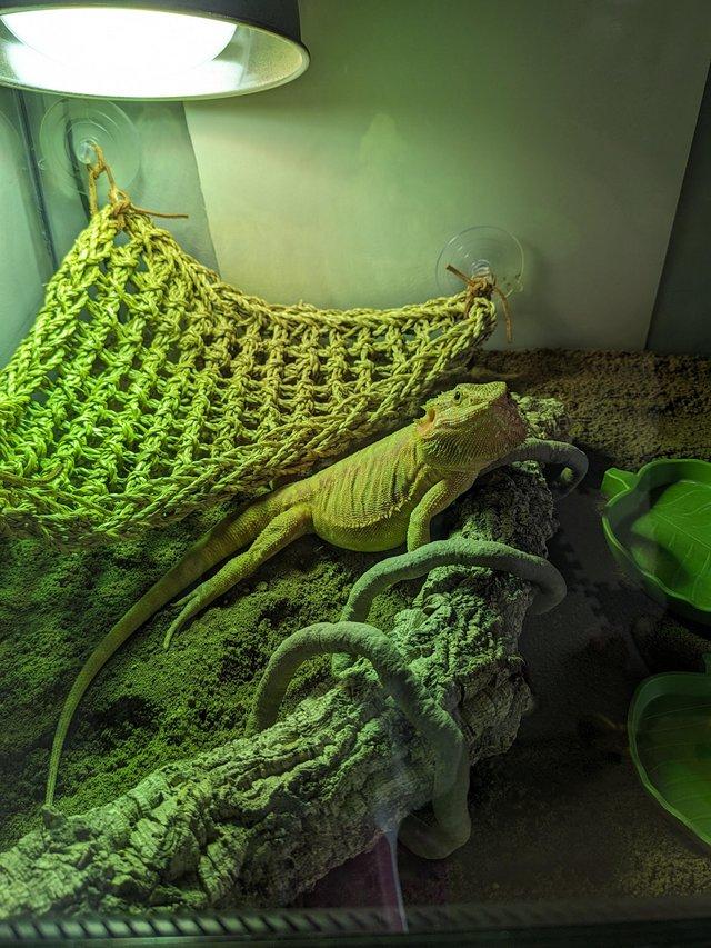 Preview of the first image of Bearded dragon red and yellow female.