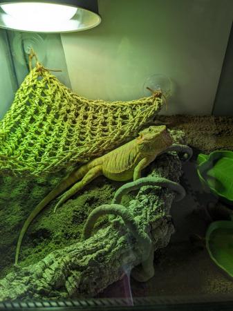 Image 1 of Bearded dragon red and yellow female