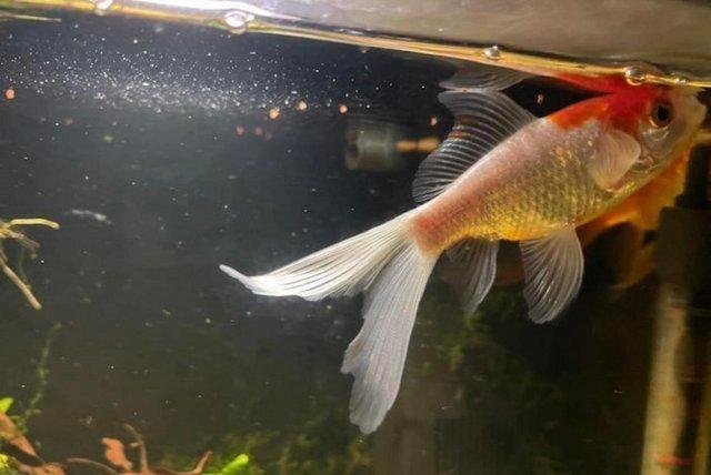 Image 2 of (( Sold ))Pair of goldfish 12 months old