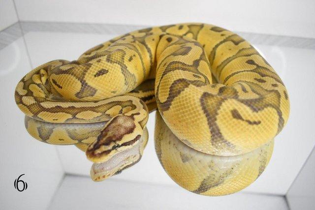 Image 4 of Ball python, Regius, clown, lovely snakes available !!