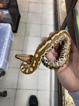 Image 4 of Blood python (P. brongersmai) £250