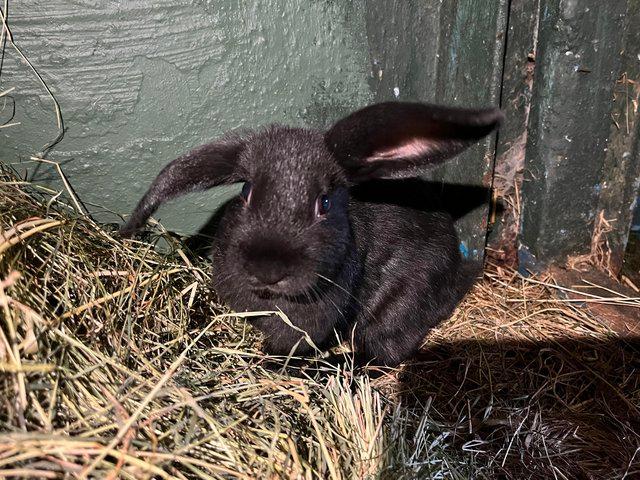 Preview of the first image of Male English spot x dwarf lop rabbits.
