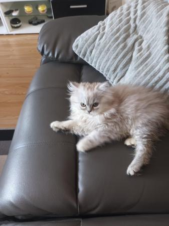 Image 13 of 2 happy and healthy pedigree persian kittens for sale