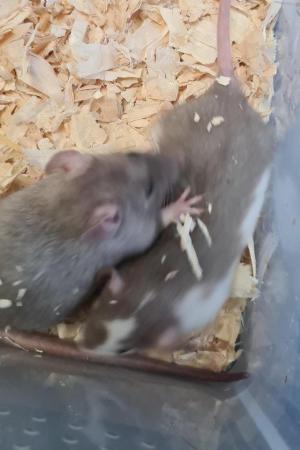 Image 4 of 6 to 8 week old rats available now