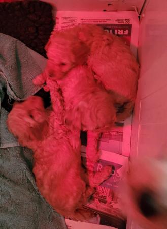 Image 2 of KC Miniature poodle pups looking for forever homes