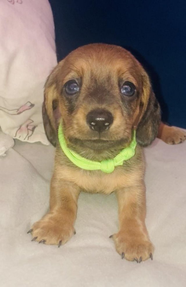 Preview of the first image of Beautiful Mini dachshund puppy’s.