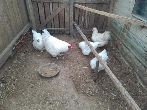 Image 1 of white Orpington hatching eggs.....for sale