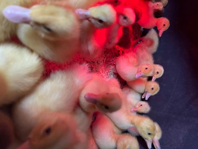 Preview of the first image of Cherry valley ducklings (sexed).