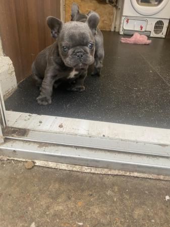 Image 6 of Blue French bulldog puppies
