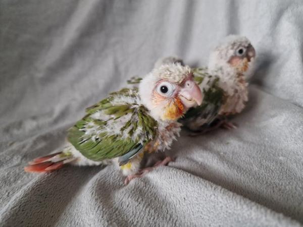 Image 6 of Adorable fully hand reared conure baby's