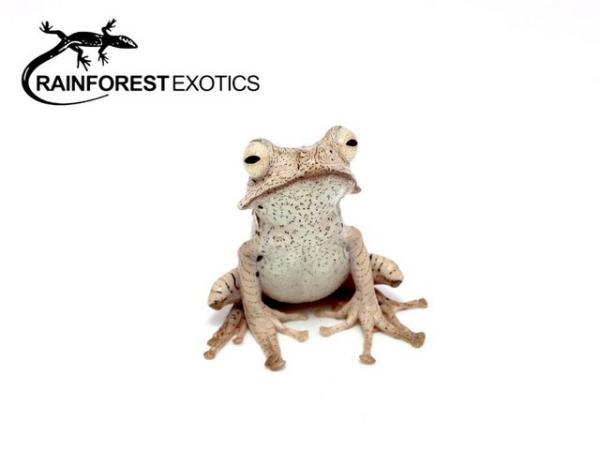 Image 5 of AMPHIBIANS Stocklist - Rainforest Exotics
