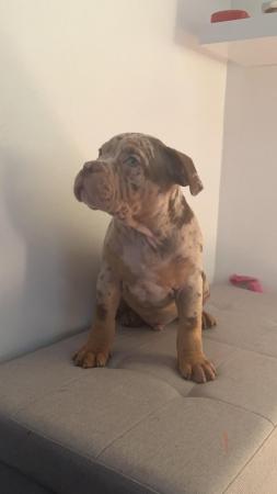 Image 2 of Pocket bully male merl  for sale