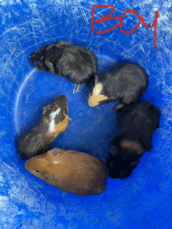 Image 2 of 11 male guinea pigs for sale