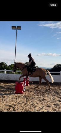 Image 1 of Wanted: All rounder horse for loan