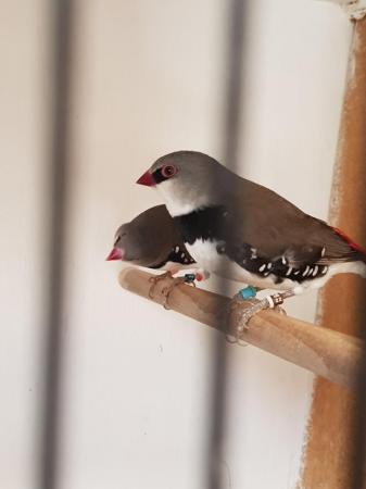Image 1 of Dimond firetails finches  for sale