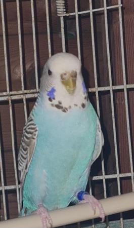 Image 1 of Budgie pairs wanted for avairy
