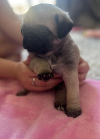 Image 5 of 3 Gorgeous Little Pug Puppies