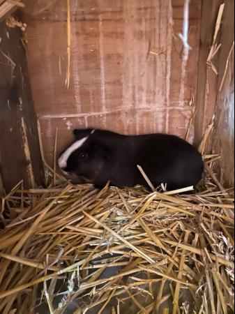 Image 8 of Two Cute Older Male Guinea Pigs - Black & White