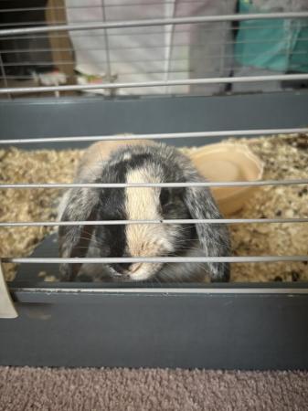 Image 1 of Beautiful female lop bunny