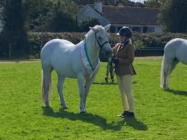 Image 1 of Schoolmaster/school mistress show pony/ show hunter or m and