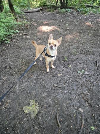Image 2 of STUNNINGFemale Apple Head Chihuahua For Sale