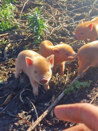 Image 1 of Genuine Micro piglets  reserve piglets for collection in jun