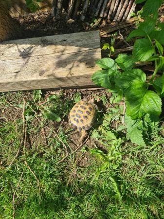 Image 5 of 4 year old Horsefield tortoise male, lives outside