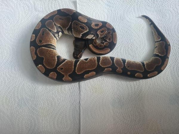Image 3 of YellowBelly Ball Python - Male CB23
