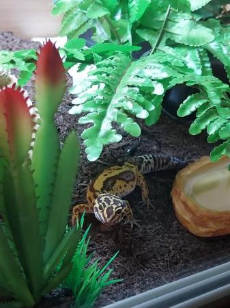 Image 7 of Female leopard gecko with everything