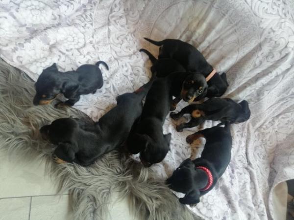 Image 1 of Dauchound dachshund puppies Black Tan