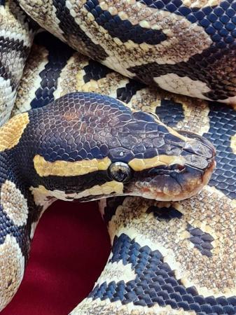 Image 3 of Female phantom royal python....