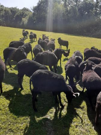 Image 3 of Hebridean pedigree ewe sheep
