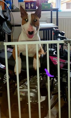 Image 10 of English bull terrier puppies ! Kc Registered