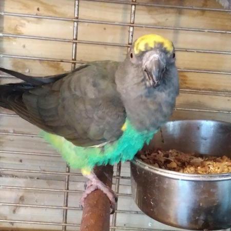 Image 1 of Mayer Parrot Friendly and Playful