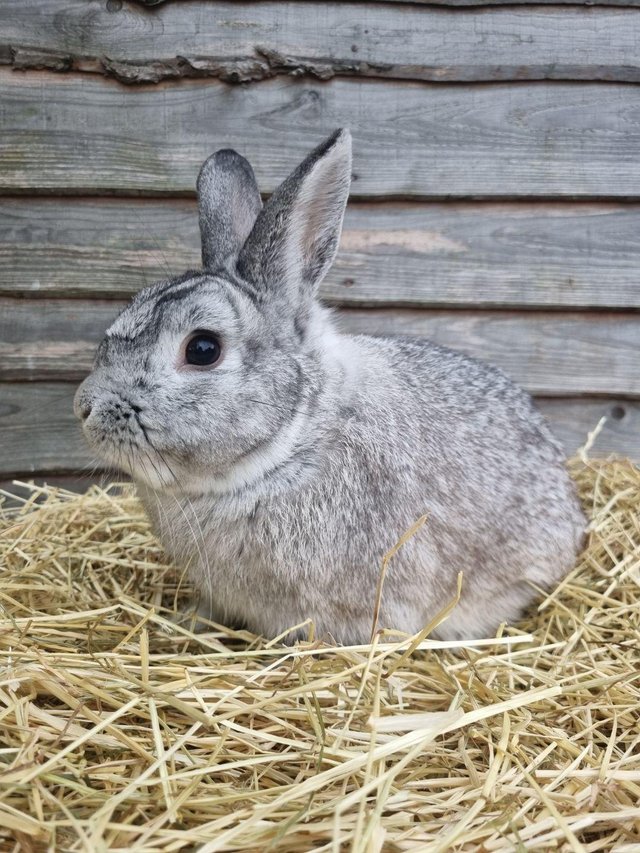 Preview of the first image of Stunning 3.5 year old male netherland dwarf cross.
