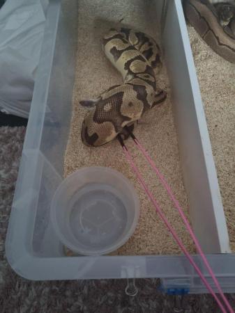 Image 3 of Cb17 enchi pastel 100% het pied/ghost male