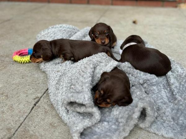 Image 11 of !*last boy left*! Quality miniature dachshund puppies