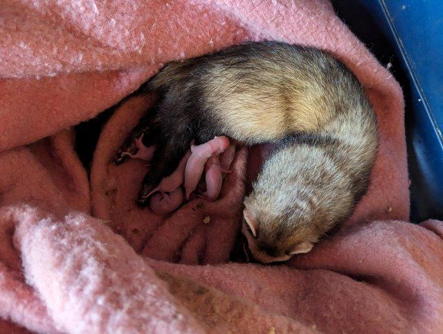 Preview of the first image of Ariel 9 babies polecat albino.